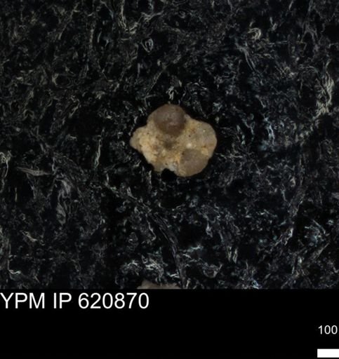 undet. Foraminiferida