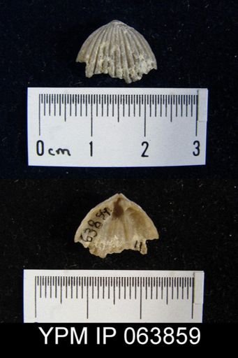 Trigonirhynchia tennesseensis