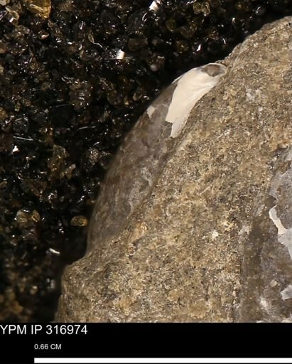 Phelopteria