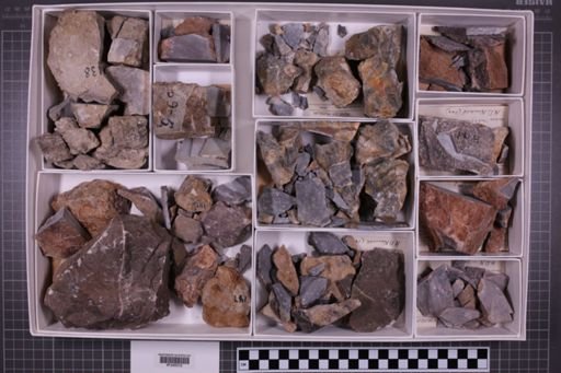 mixed taxa, stratigraphic collection