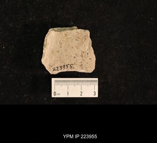 Liomopterum ornatum