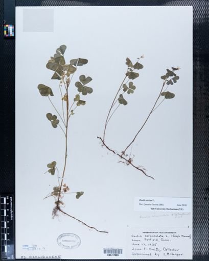Oxalis corniculata