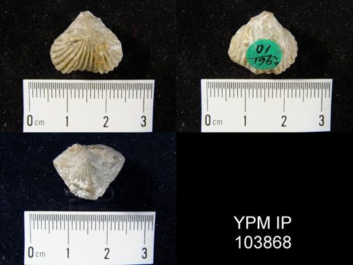 Anastrophia verneuili