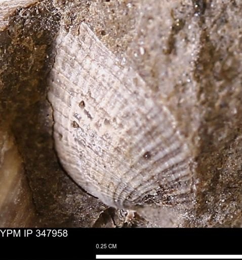 undet. Bivalvia