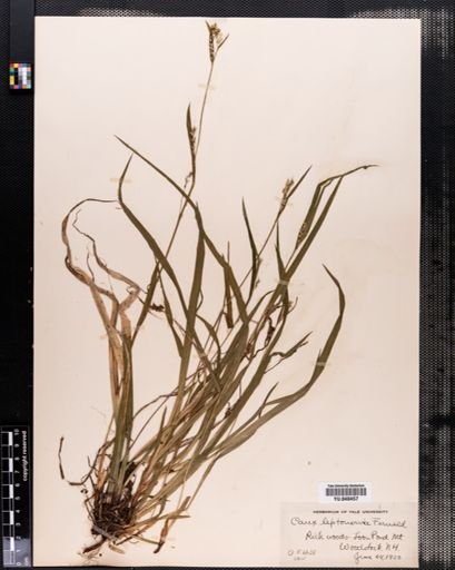 Carex leptonervia