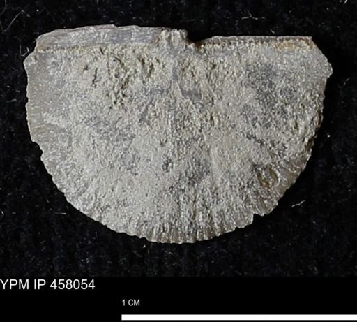 Strophodonta sp.