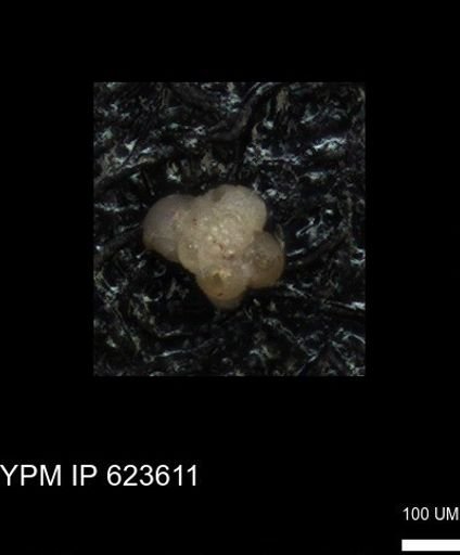 undet. Foraminiferida