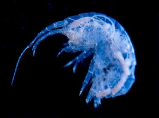 Gammarus pecos