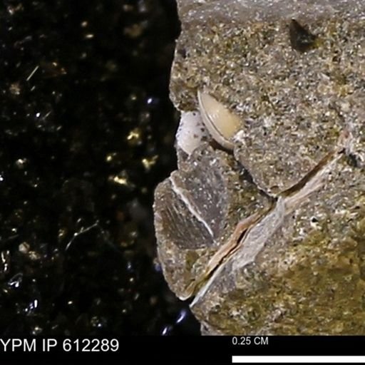 undet. Mollusca