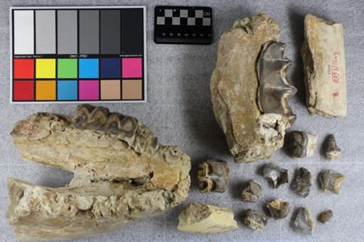 Brontotherium?
