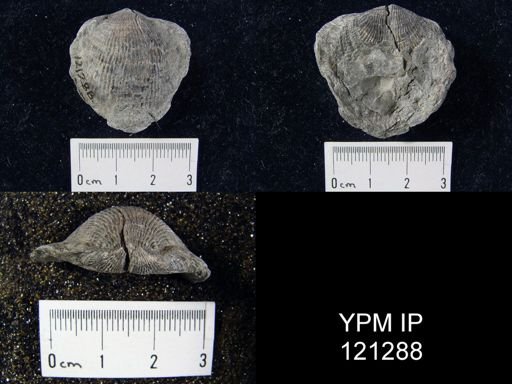 Atrypa sp.