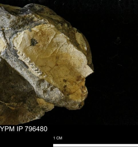 Pteria linguiformis