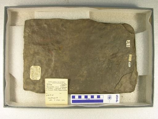 Steropoides uncus