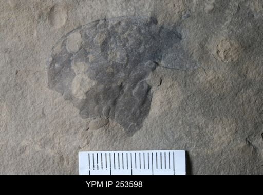 Eurypterus sp.