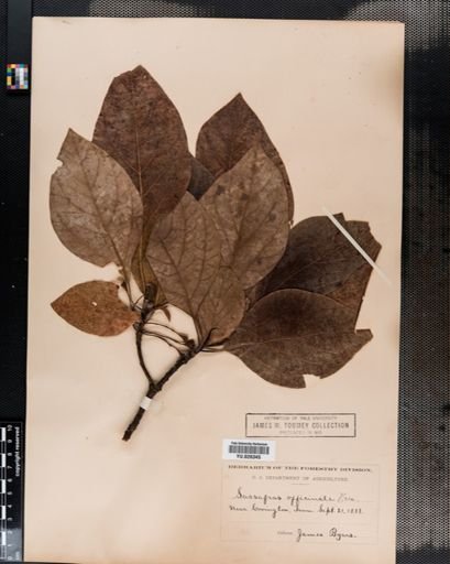 Sassafras albidum