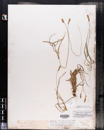 Carex spicata