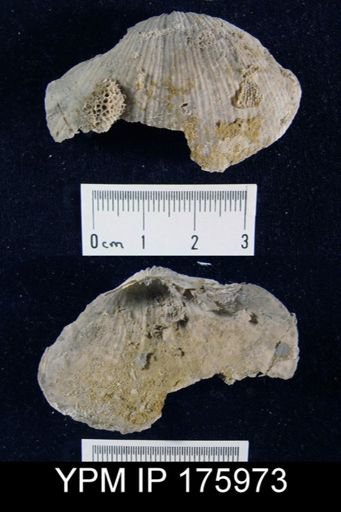 Neospirifer sp.