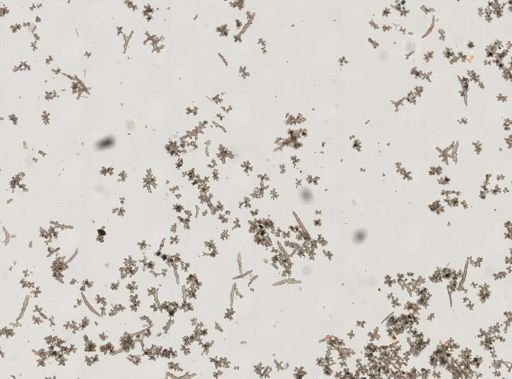 Gersemia fruticosa