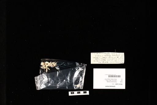 Cyrtocara moorii