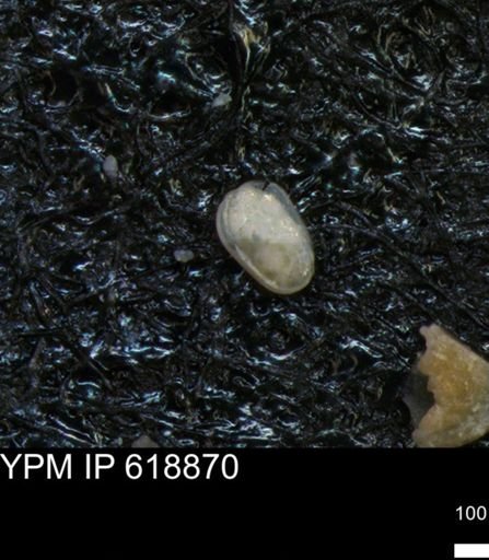 undet. Ostracoda