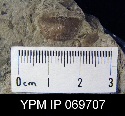 Plectambonites sericeus glaber