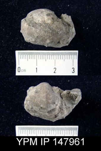 Productus cora