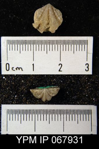 Atrypina imbricata