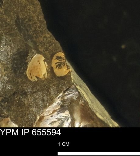 undet. Bivalvia