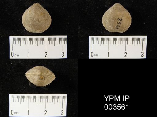 Athyris leveillei
