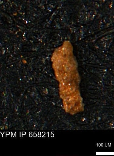 Ammobaculites subcretaceus