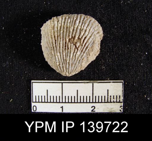 Productus (Linoproductus) asperulus