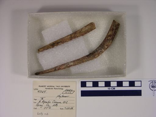 Parasuchidae
