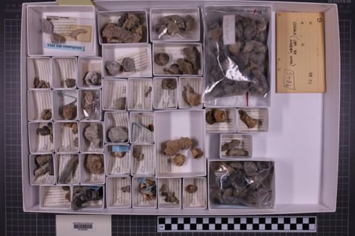 mixed taxa, stratigraphic collection