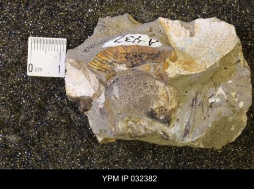 Hoploscaphites nicolletii