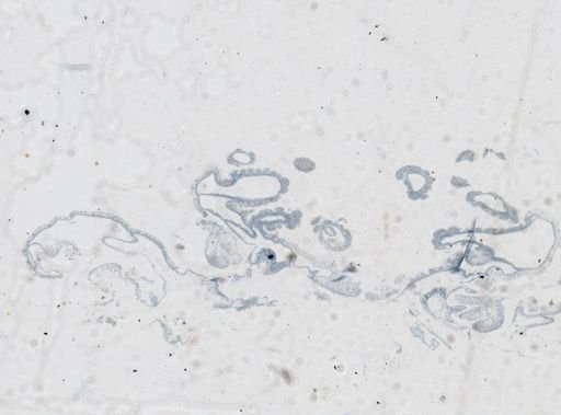 Astrangia poculata