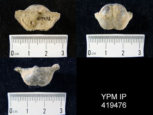 Marginifera sp.
