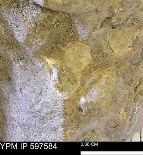 undet. Bivalvia