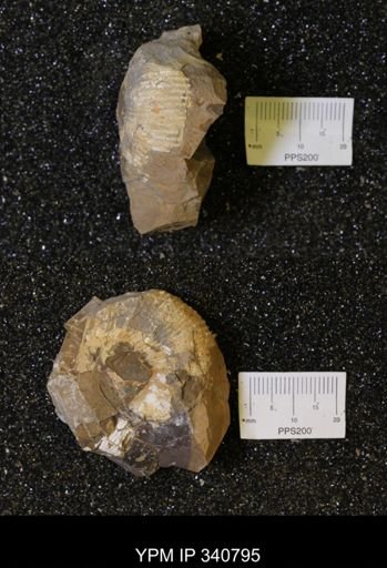 Scaphites sp.