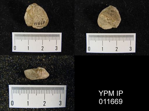 Waagenoconcha montpelierensis