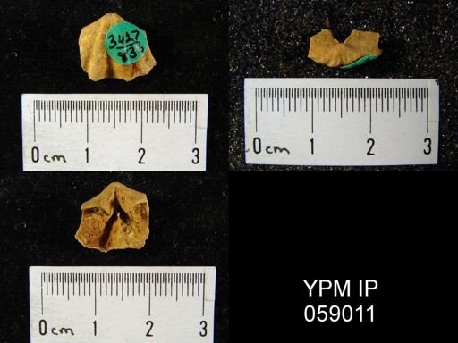 Delthyris perlamellosa
