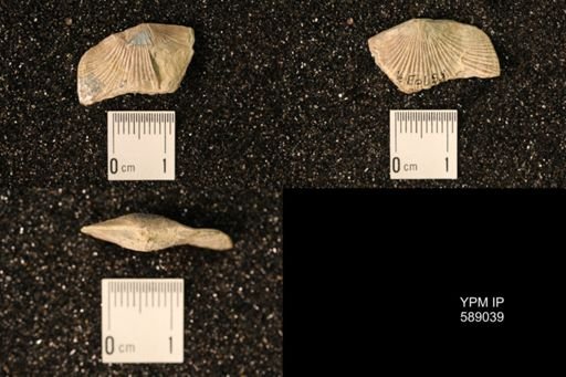 Dinorthis subquadrata