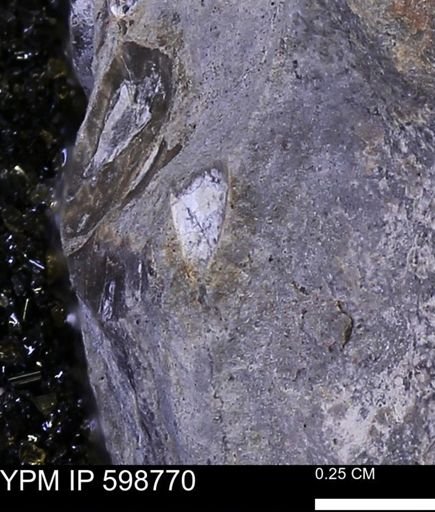 undet. Bivalvia