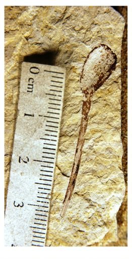Platanus dissecta