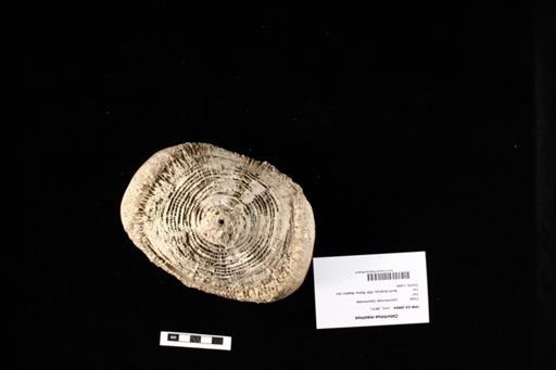 Cetorhinus maximus