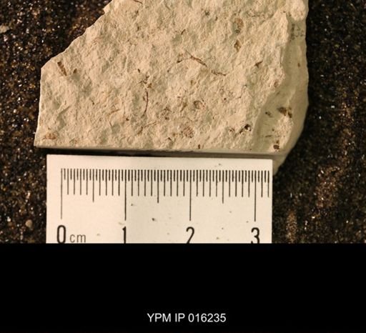Hexapoda