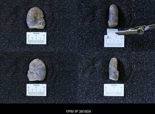 Scaphites whitfieldi