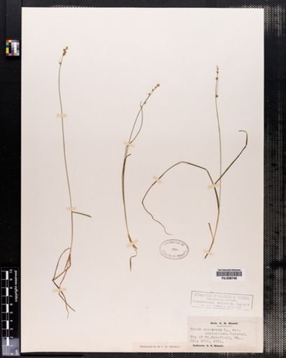 Plantae