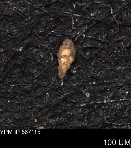 Verneuilina canadensis