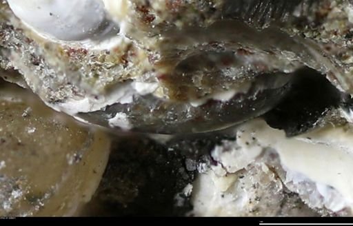 undet. Bivalvia
