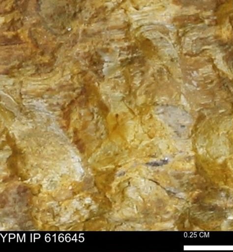 Teredo sp.